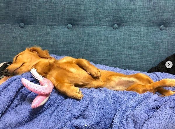 寝落ちしたれあちゃん