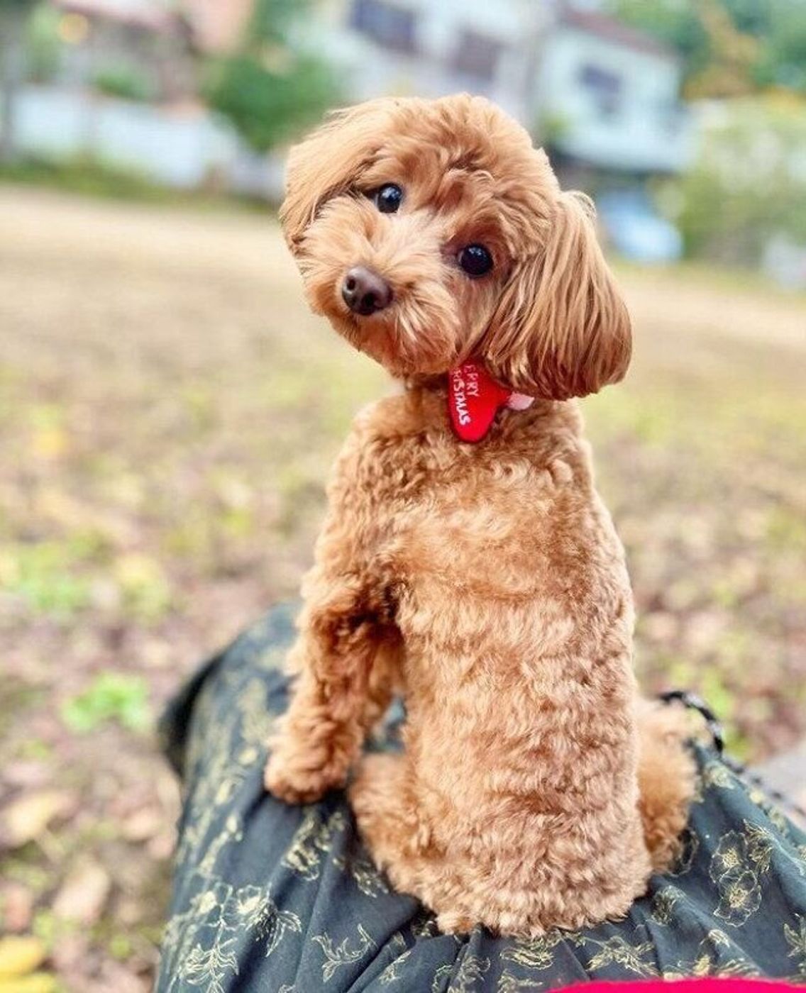 見返り犬 に注目 犬が 見返り美人 のポーズをするのはなぜ いぬのきもちweb Magazine 見返り犬 に注目 犬が 見返り美人 のポーズをするのはなぜ いぬのきもちweb Magazine