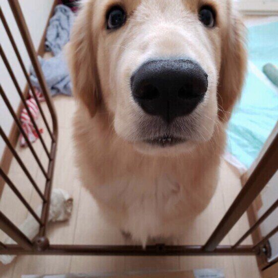 見つめるゴールデン・レトリーバー