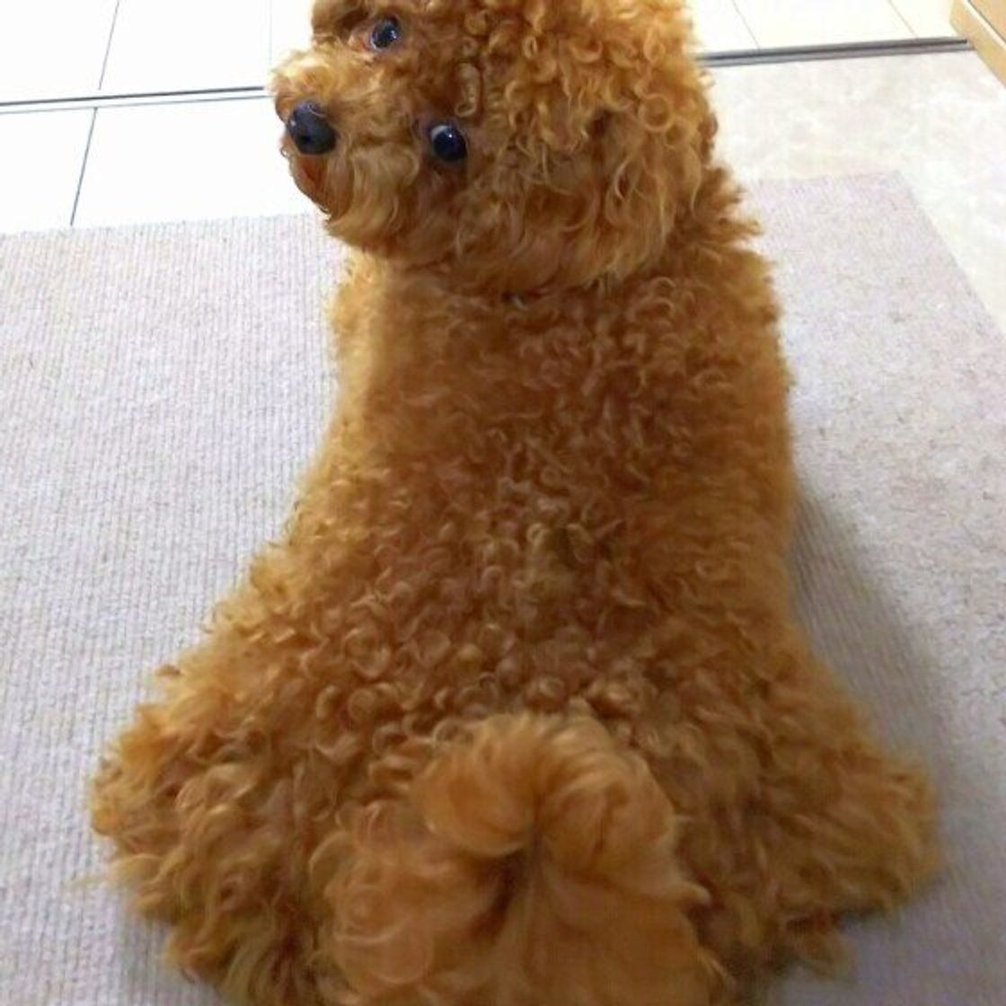 犬の体の中から聞こえる音に気がついて 音が出る理由を解説 いぬのきもちweb Magazine 犬の体の中から聞こえる音に気がついて 音が出る理由を解説 いぬのきもちweb Magazine