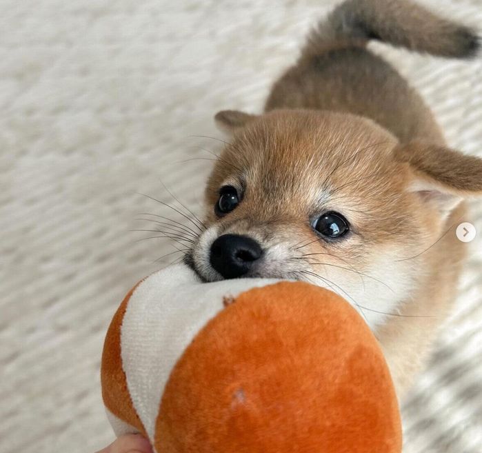 ボールを引っ張るこまちゃん