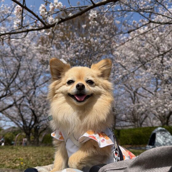 満開の桜の下で笑顔のワンちゃん