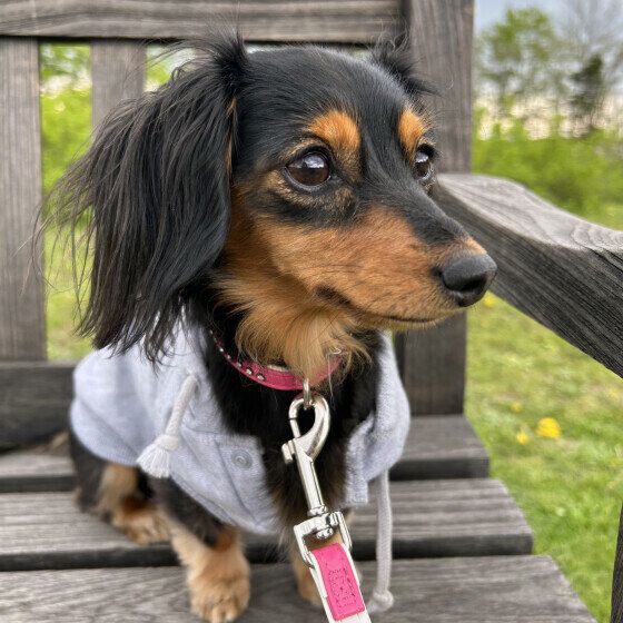 ミニチュア・ダックスフンドのチョコちゃん♪