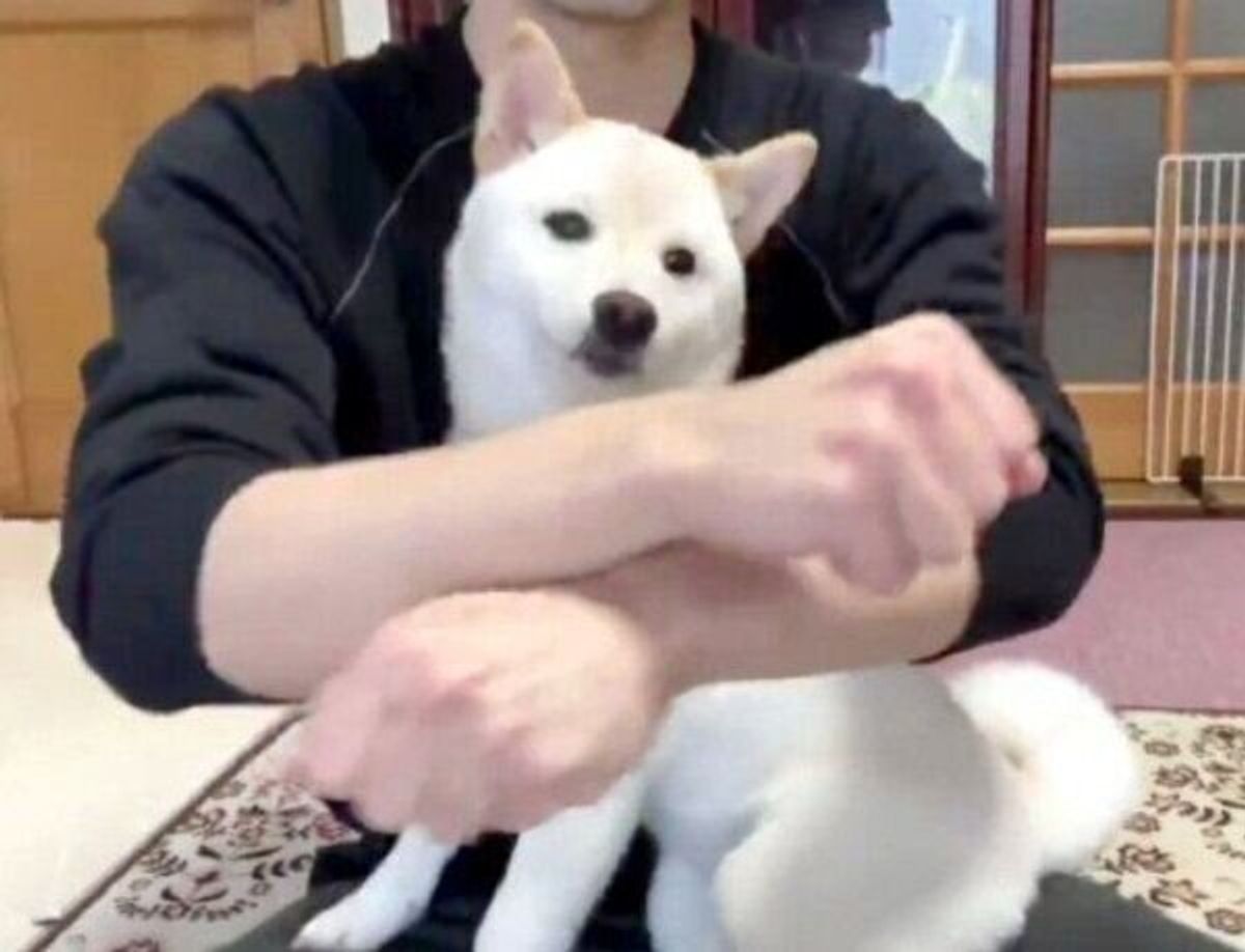 おやつはどっち 自信満々に答えるも 不正解だったときの柴犬のリアクションが可愛い いぬのきもちweb Magazine おやつはどっち 自信満々に答えるも 不正解だったときの柴犬のリアクションが可愛い いぬのきもちweb Magazine