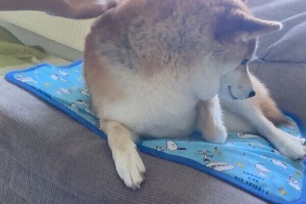 体を起こすハルちゃん