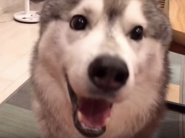 シベリアン・ハスキー