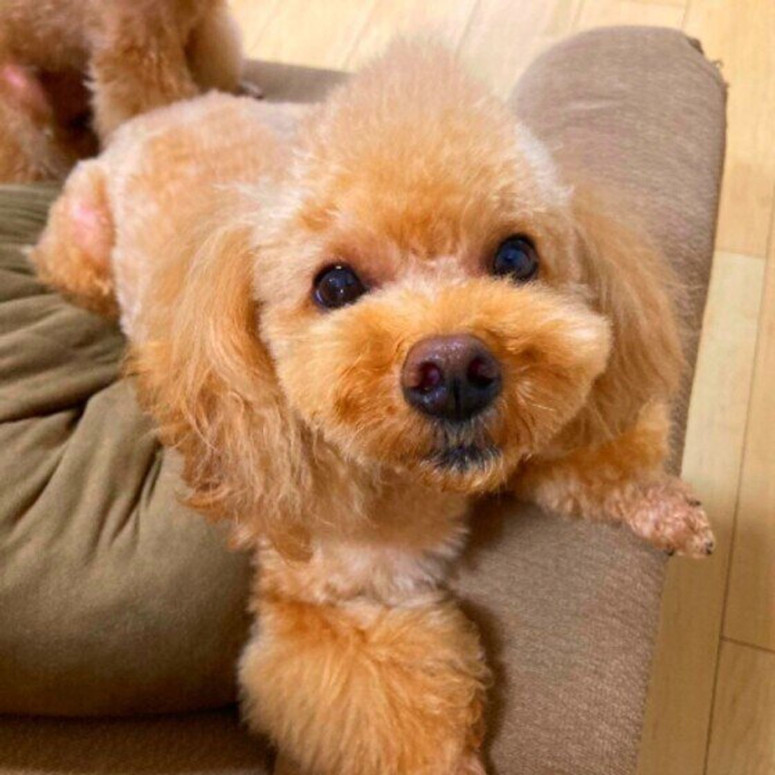 専門家監修 犬が吠える理由は 原因と対処法 しつけのポイント いぬのきもちweb Magazine 専門家監修 犬が吠える理由は 原因と対処法 しつけのポイント いぬのきもちweb Magazine