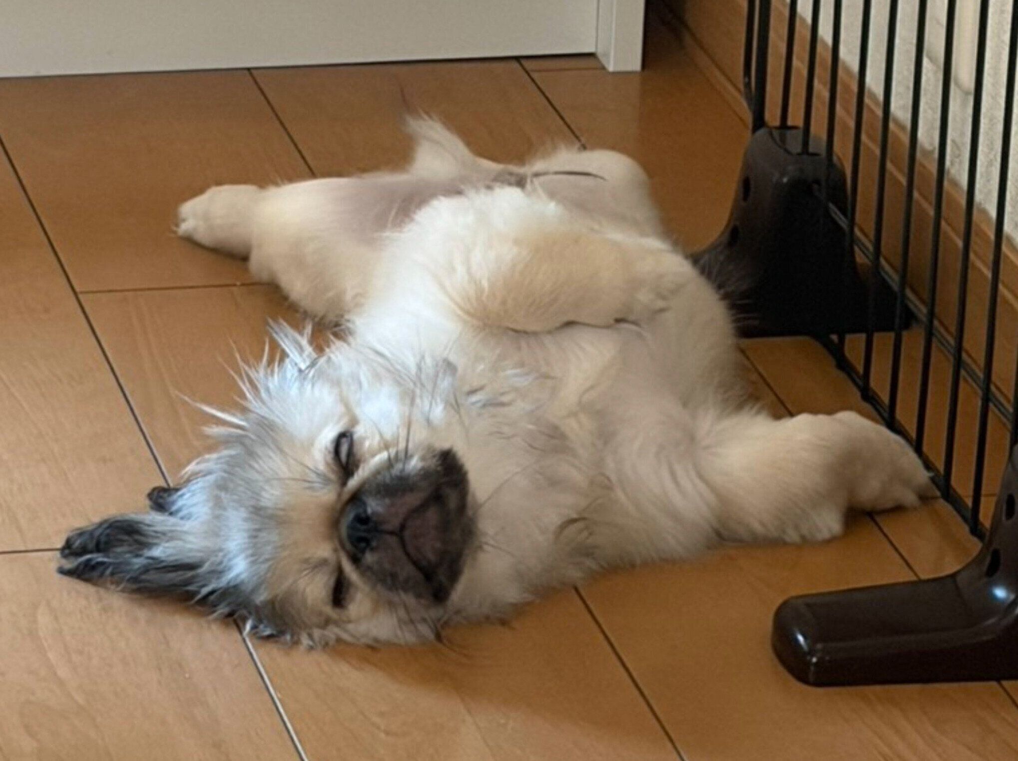 大胆な格好で眠るぺきちくん