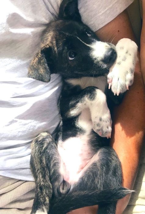 推定生後3カ月の子犬