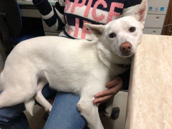 飼い主さんに抱っこしてもらう犬