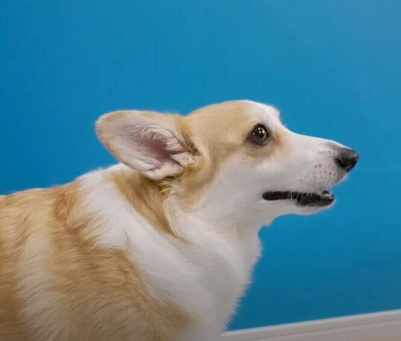 ビニール袋は敵だ ゴミ出しの日は大変なことになっちゃうコーギー いぬのきもちweb Magazine ビニール袋は敵だ ゴミ出しの日は大変なことになっちゃうコーギー いぬのきもちweb Magazine