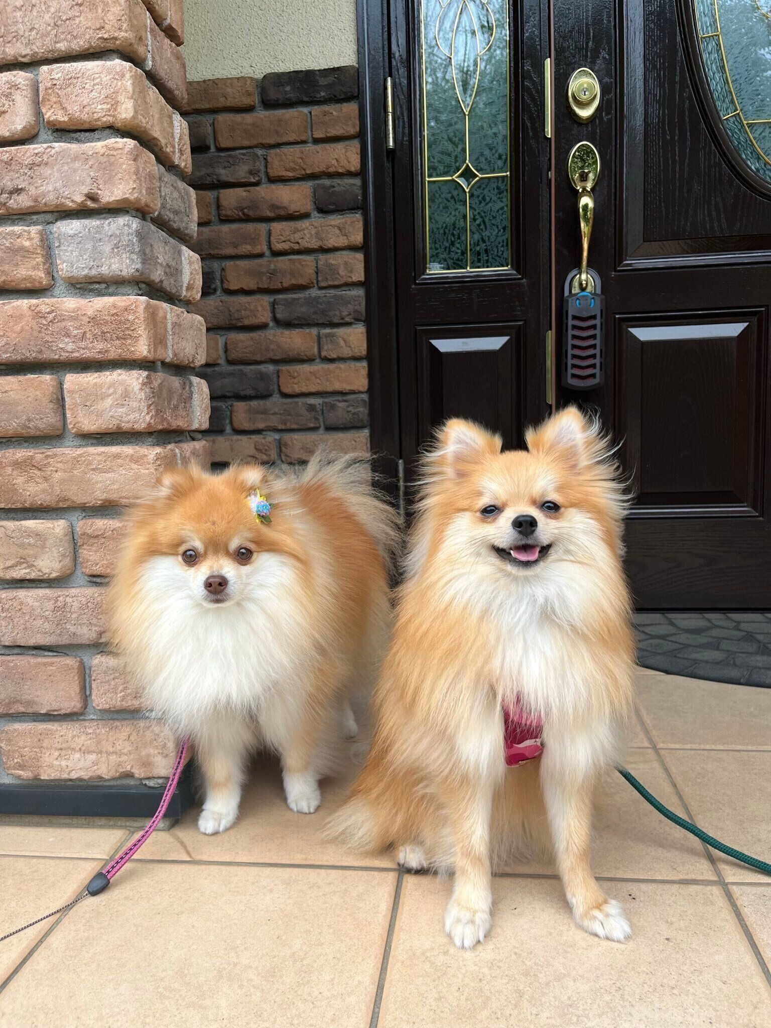 ポメラニアン（写真左）とポメラニアン（写真右）