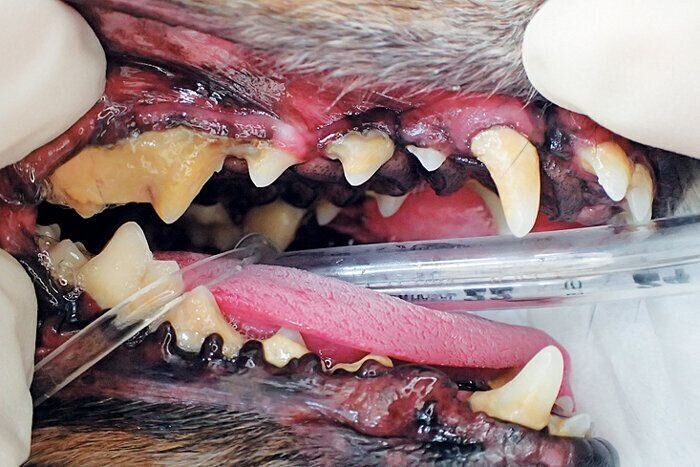 犬の歯周病の様子