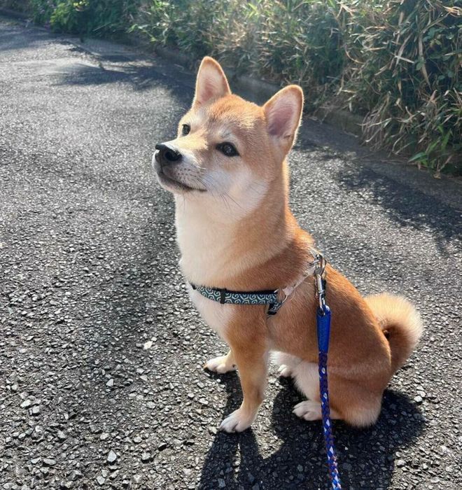 散歩するイチローくん