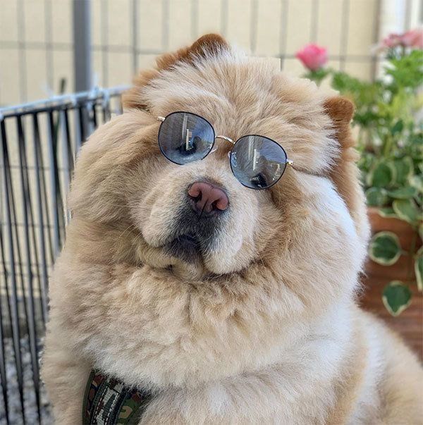 イケメンなくり蔵くん