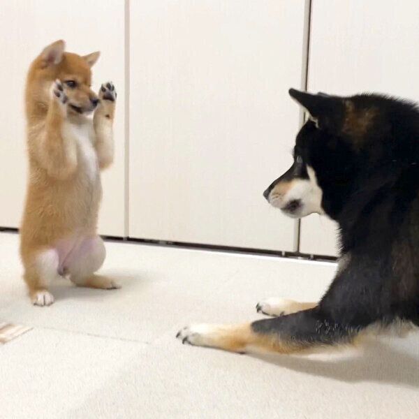 じゃれ合う新入り犬・のんちゃん、先住犬・あさちゃん