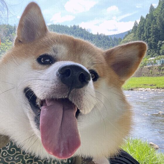 犬のレプトスピラ症ってどんな病気？ 予防法や注意することを獣医師に聞いた いぬのきもち