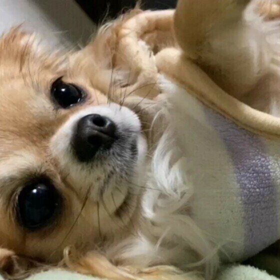 なでてとアピールするチワワ