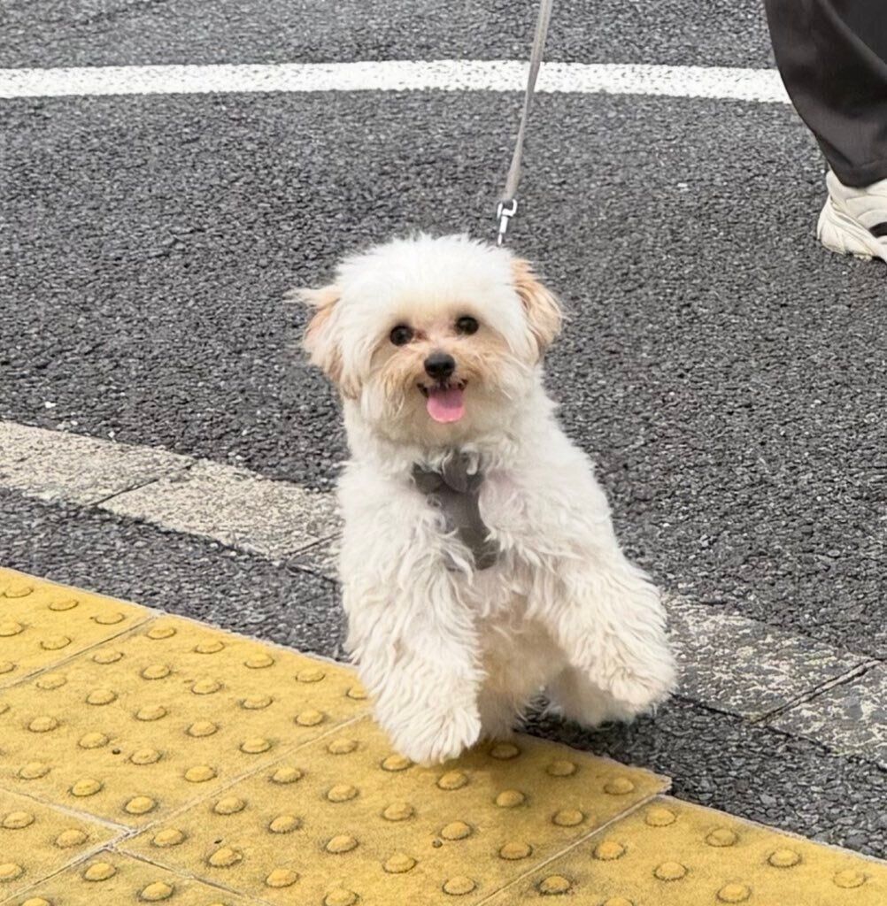 コンビニから出てきた飼い主さんを見つめるむぎくん