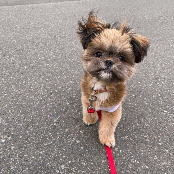 土や泥をパクパク食べてしまう犬がいる？犬が土を食べる理由とは いぬのきもち