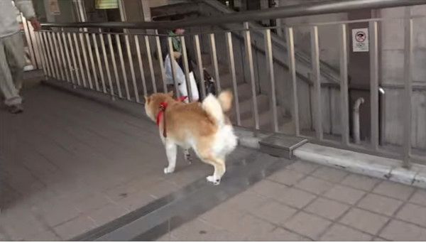 ご主人をお出迎えする柴犬