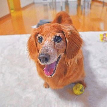 Ｍ．Ｗ．さんの愛犬ティンクちゃん（メス・享年14才／ミニチュア・ダックスフンド）