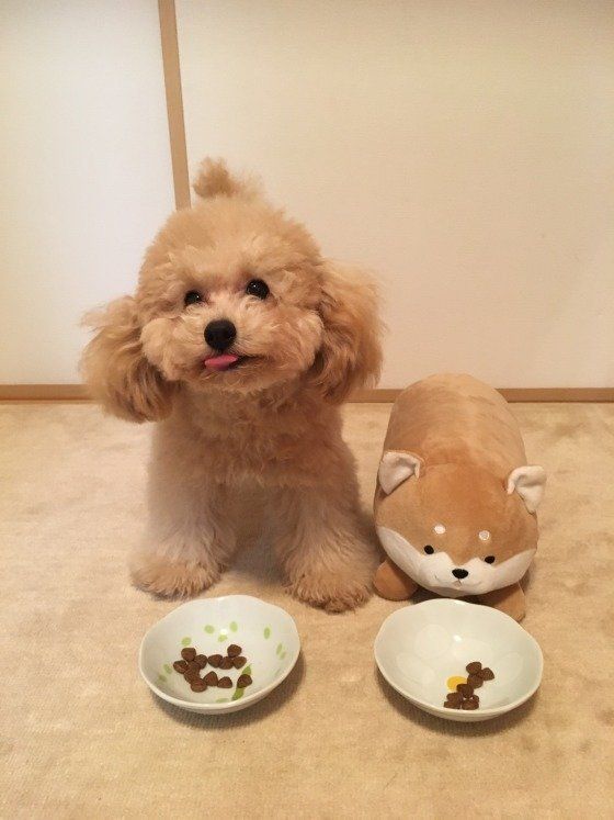 ごはん中のココ君