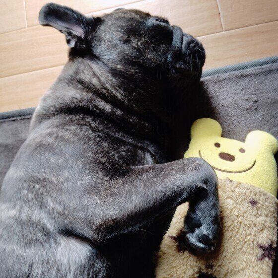 遊んでいたおもちゃを抱えて眠るけんたくん