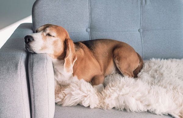 ソファで眠る犬