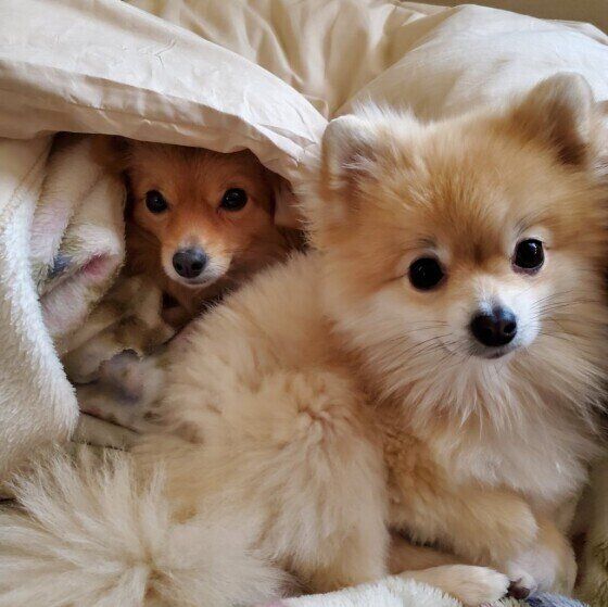 寒暖差によるヒートショックは犬にも起こる 対処と予防法とは？ いぬのきもち