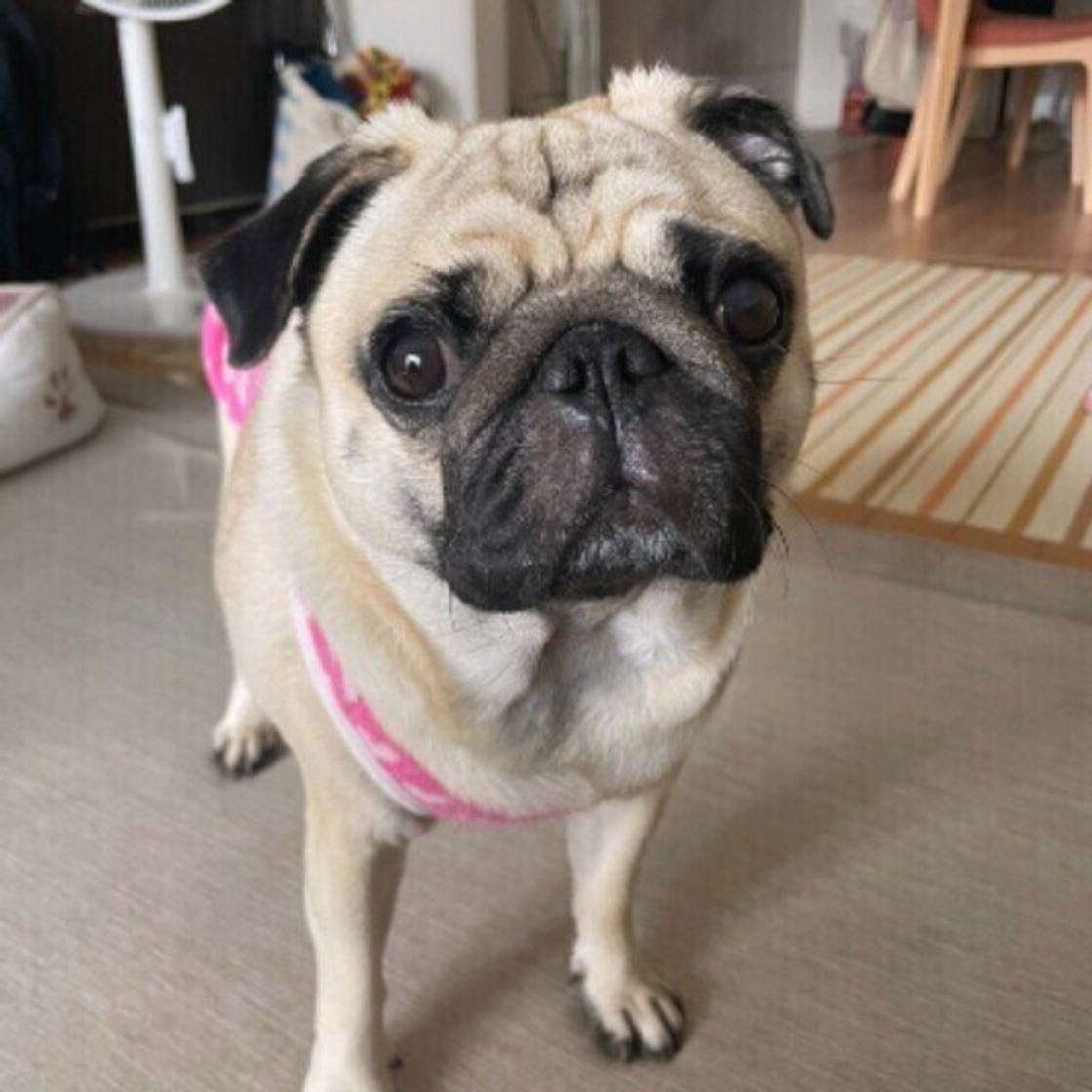 犬の体にしこりやイボができる原因は 特に注意が必要な症状などを獣医師が解説 いぬのきもちweb Magazine 犬の体にしこりやイボができる原因は 特に注意が必要な症状などを獣医師が解説 いぬのきもちweb Magazine