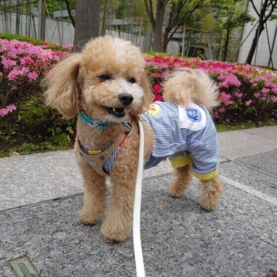 トイ・プードルのハービーくん