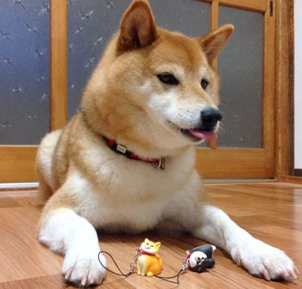 拒否犬ストラップ