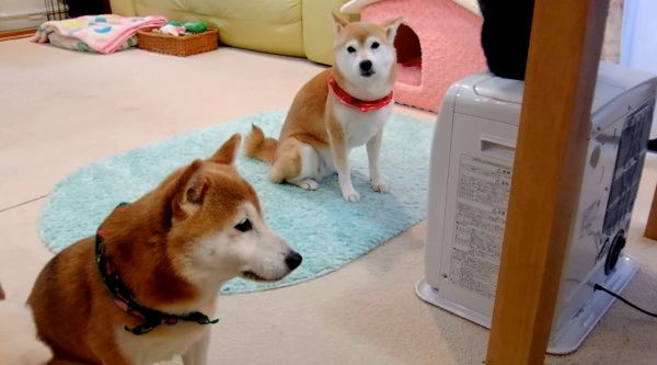 柴犬と猫