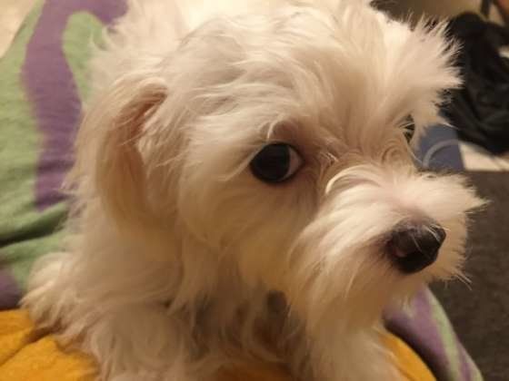 マルチーズのミルちゃん