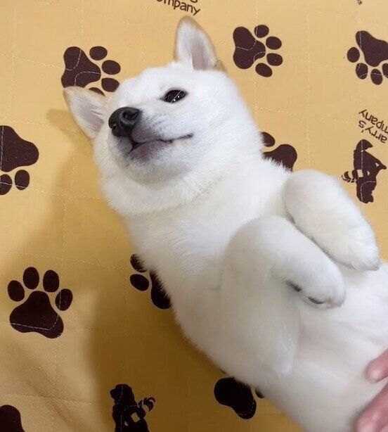 お腹を出すだんくん