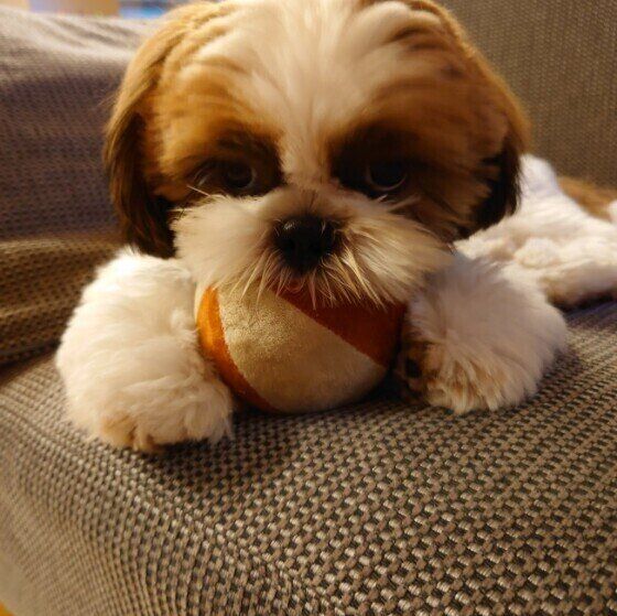 シー・ズーのハルくん