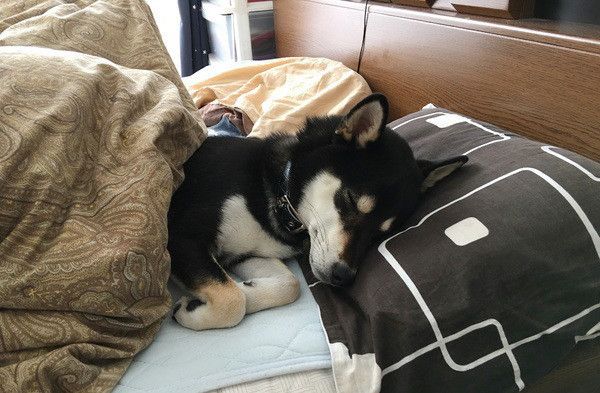 眠る柴犬