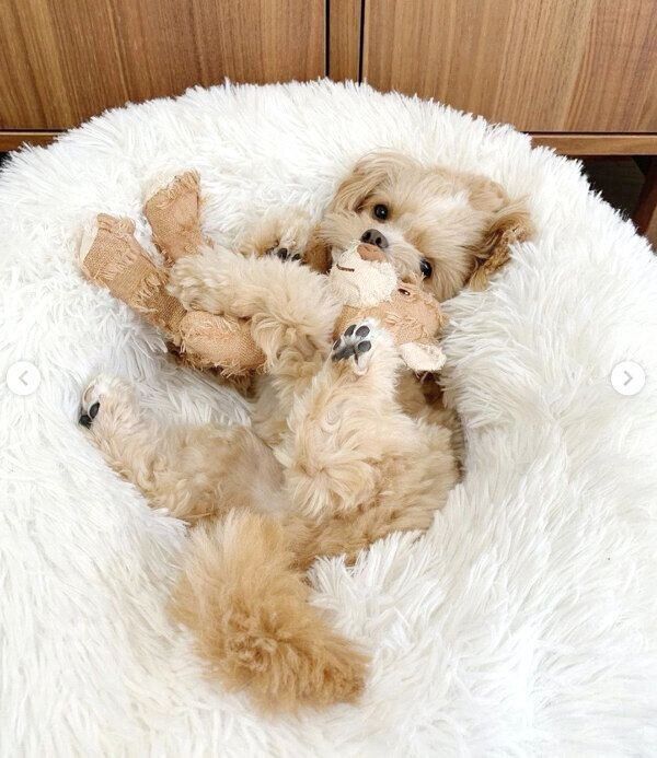 「くまさん」をギュッとするこむぎくん