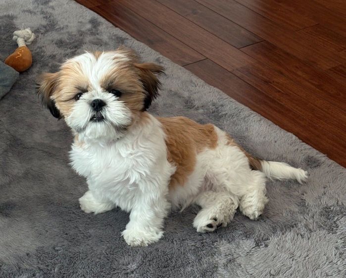 見つめるはんぺんくん