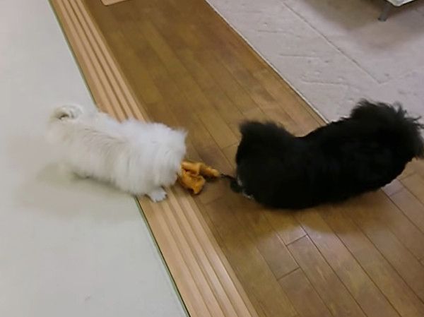 遊ぶペキニーズの子犬