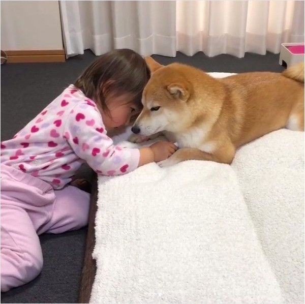 柴犬