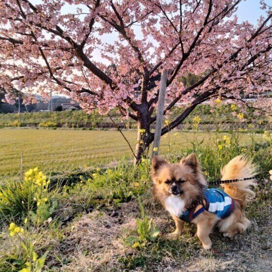 チワワ
