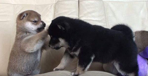 ケンカする柴犬