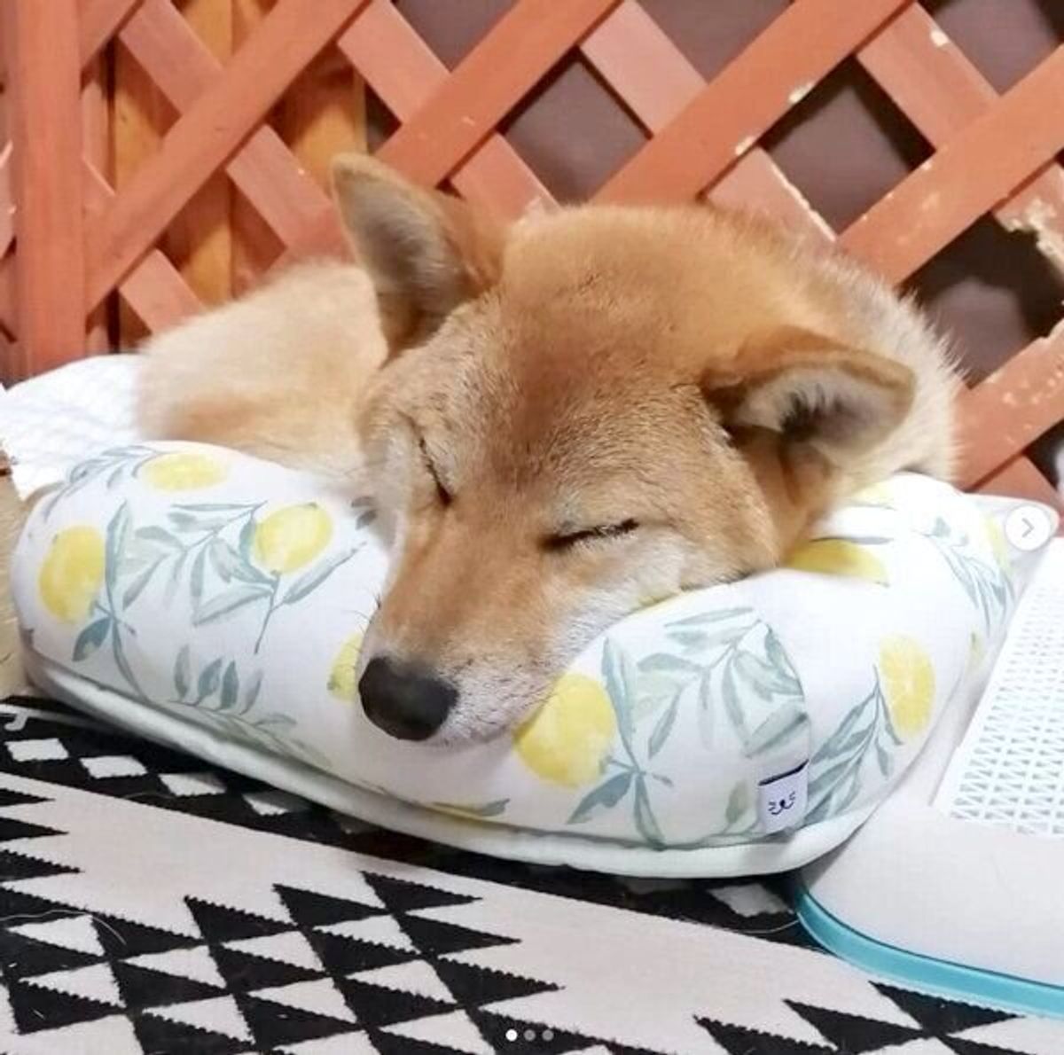 触るとひんやり アゴ乗せもできて快適 ニトリの ペットごろ寝マット の使い心地を飼い主さんに聞いた いぬのきもちweb Magazine 触るとひんやり アゴ乗せもできて快適 ニトリの ペットごろ寝マット の使い心地を飼い主さんに聞いた いぬのきもちweb Magazine