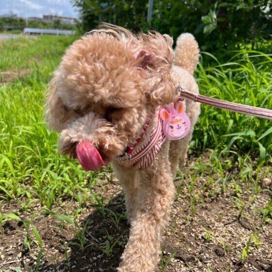 舌を出しながら散歩するトイ・プードル