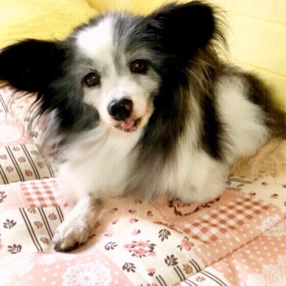 「シニア犬と暮らす心構え」愛犬の老いと心に寄り添ってあげよう いぬのきもち
