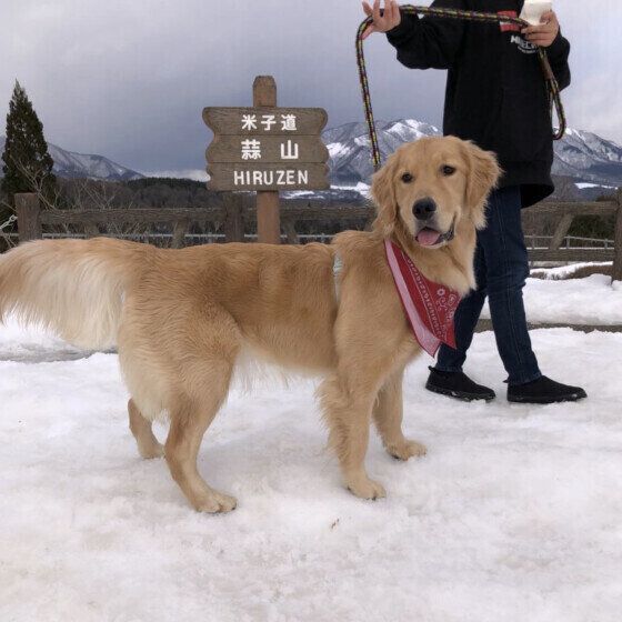 雪の残る高原を散歩するツナマヨちゃん