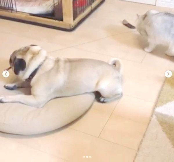 ニャンコ釣りをするパグ