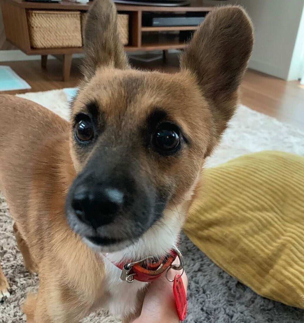 お迎えしたばかりのころのくまちゃん。